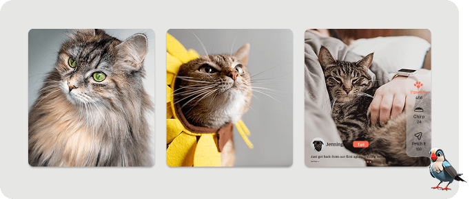 Devi Pavitra product showcase